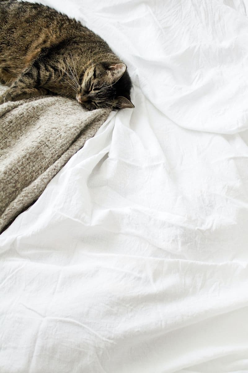 A cat laying in bed sleeping